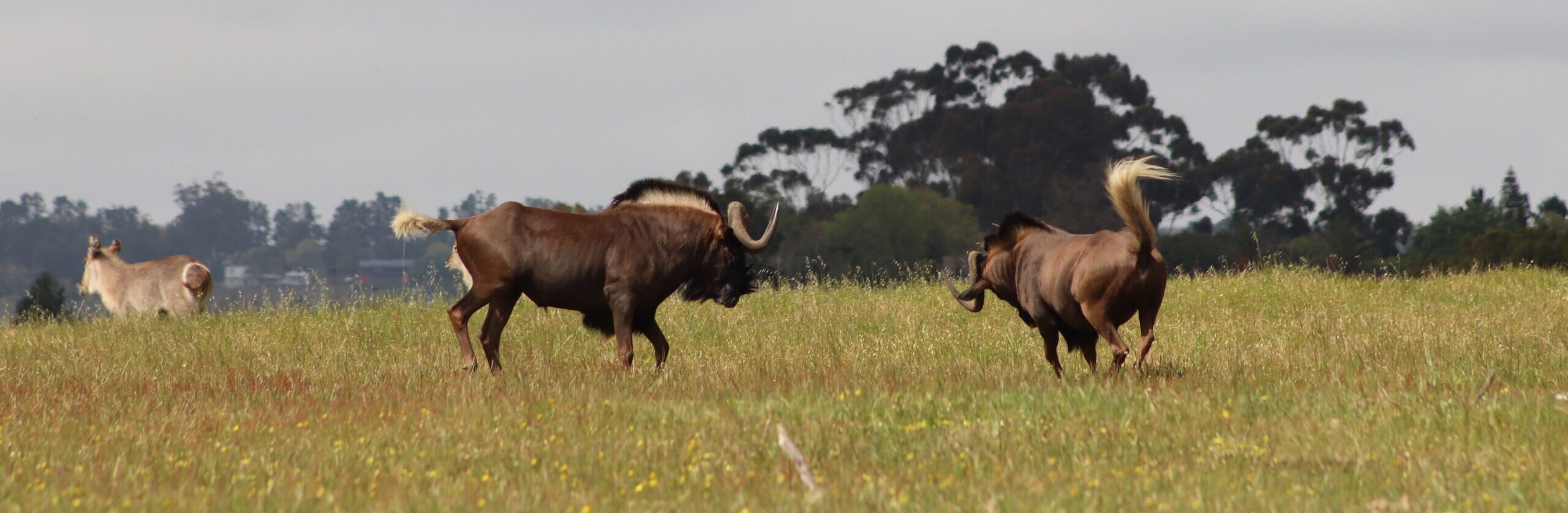 Virtual Wildlife Safari