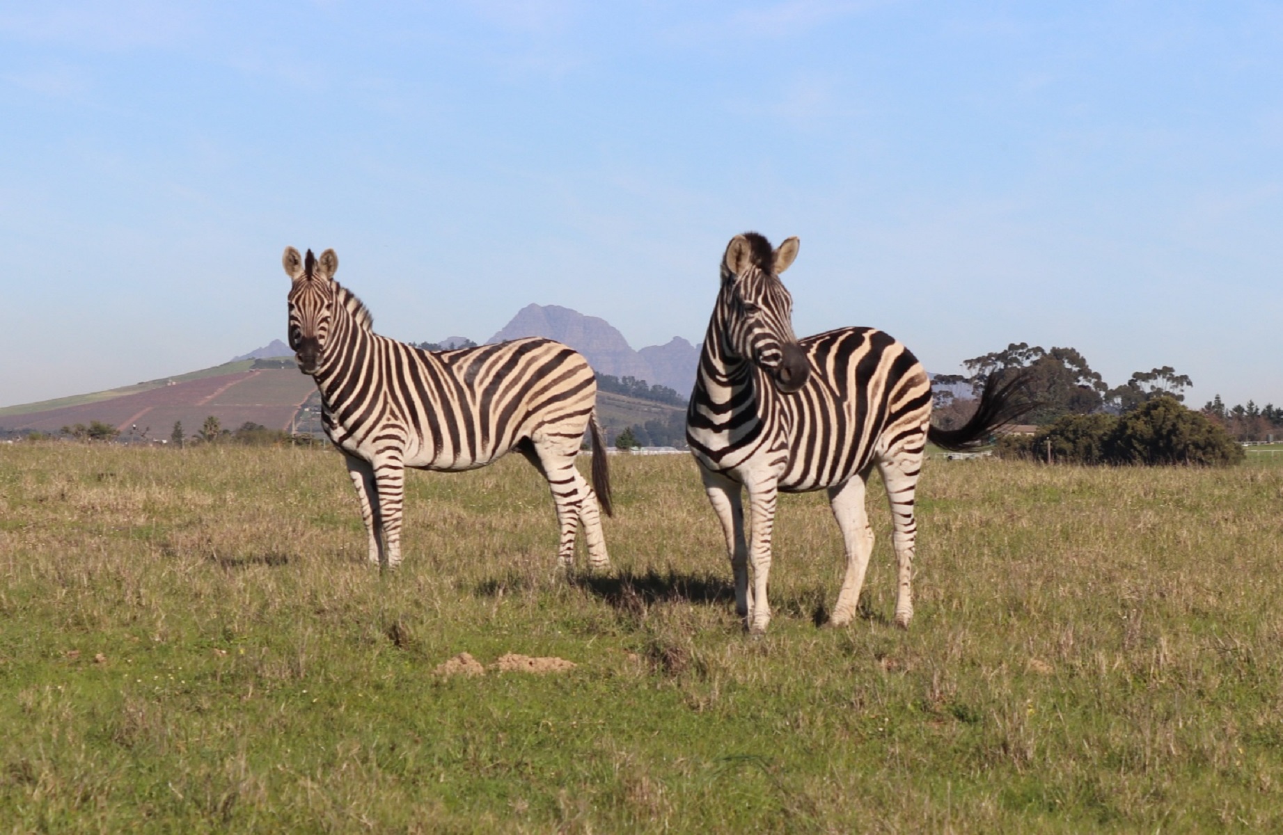 Corporate Events - Zebra