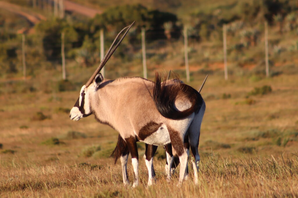 Virtual Wildlife Safari