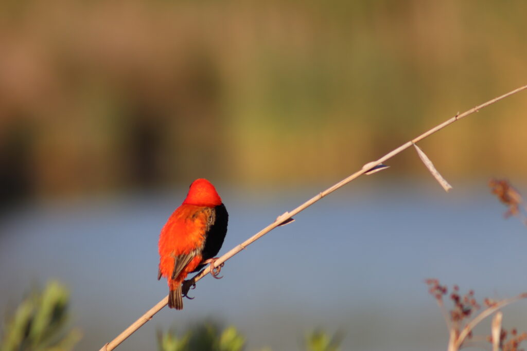 Virtual Wildlife Safari