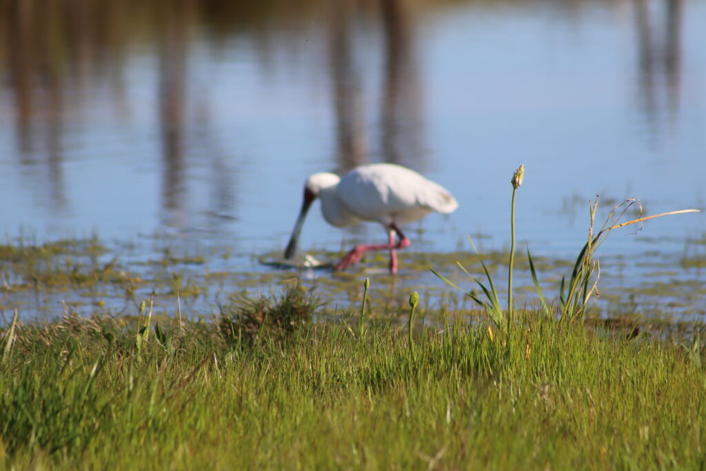 Virtual Wildlife Safari