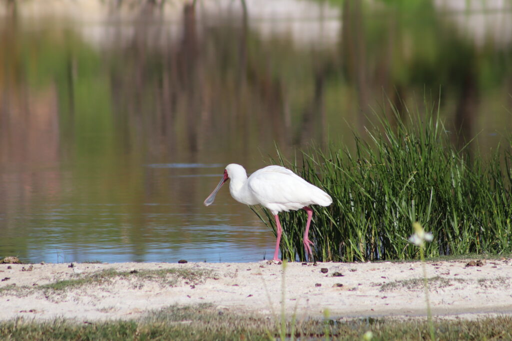 African Spoonbill