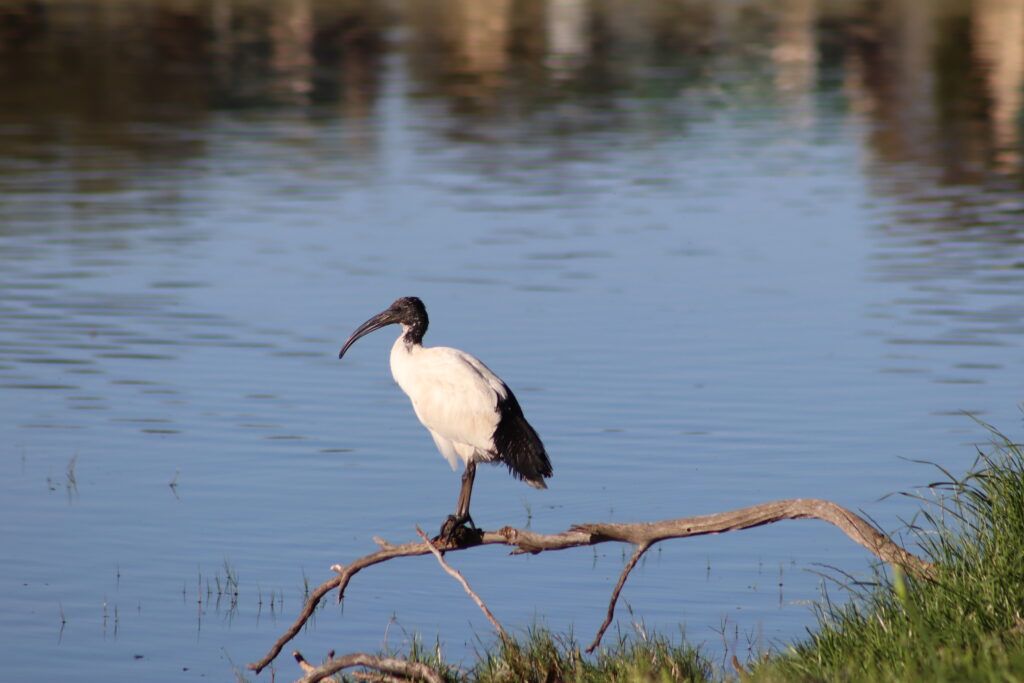 Virtual Wildlife Safari