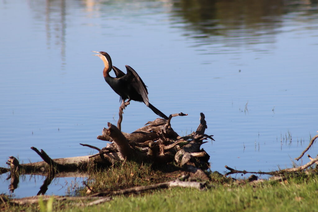 Virtual Wildlife Safari