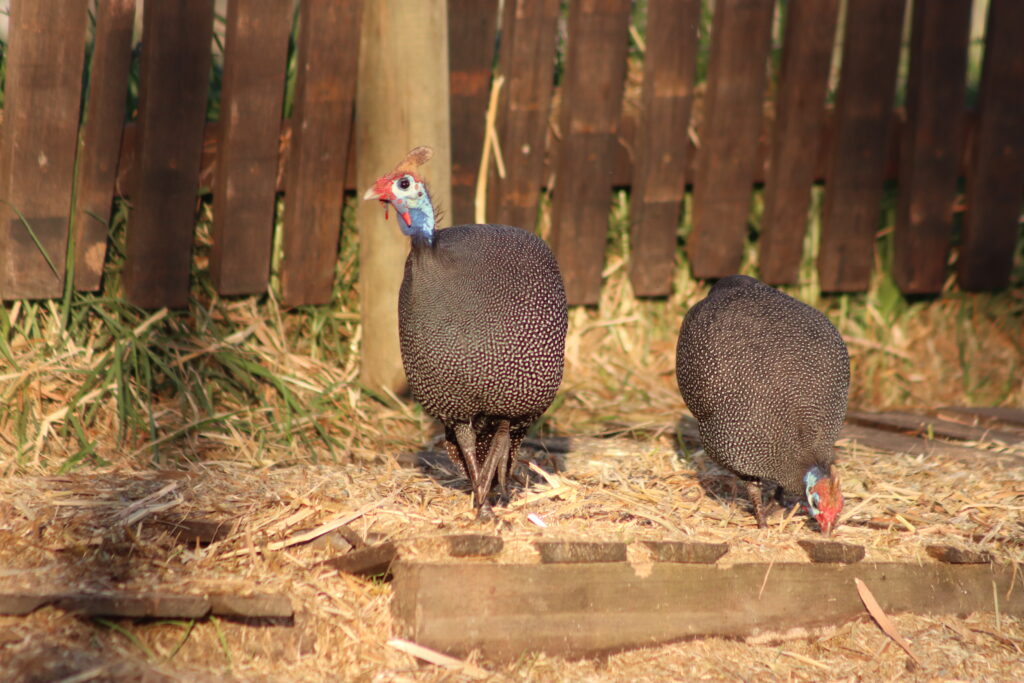 Virtual Wildlife Safari