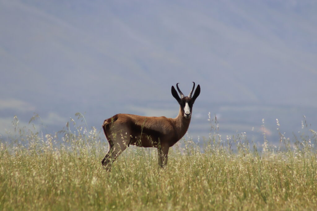 Virtual Wildlife Safari