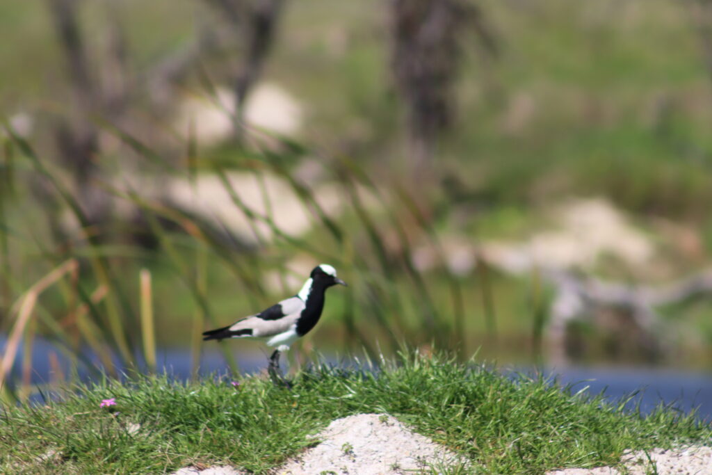 Virtual Wildlife Safari