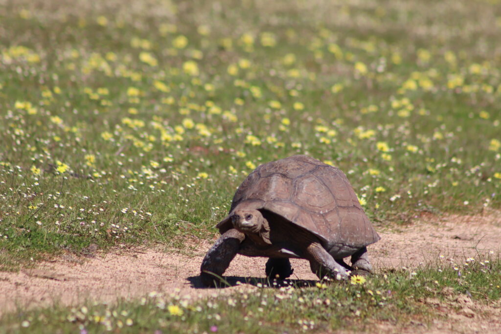 Virtual Wildlife Safari