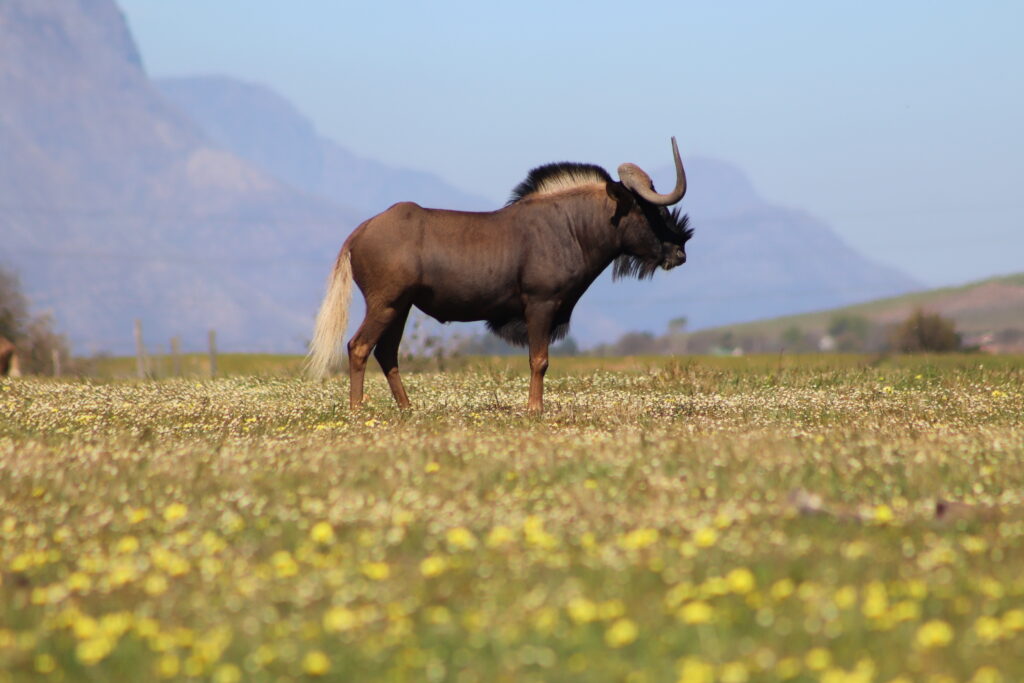 Virtual Wildlife Safari