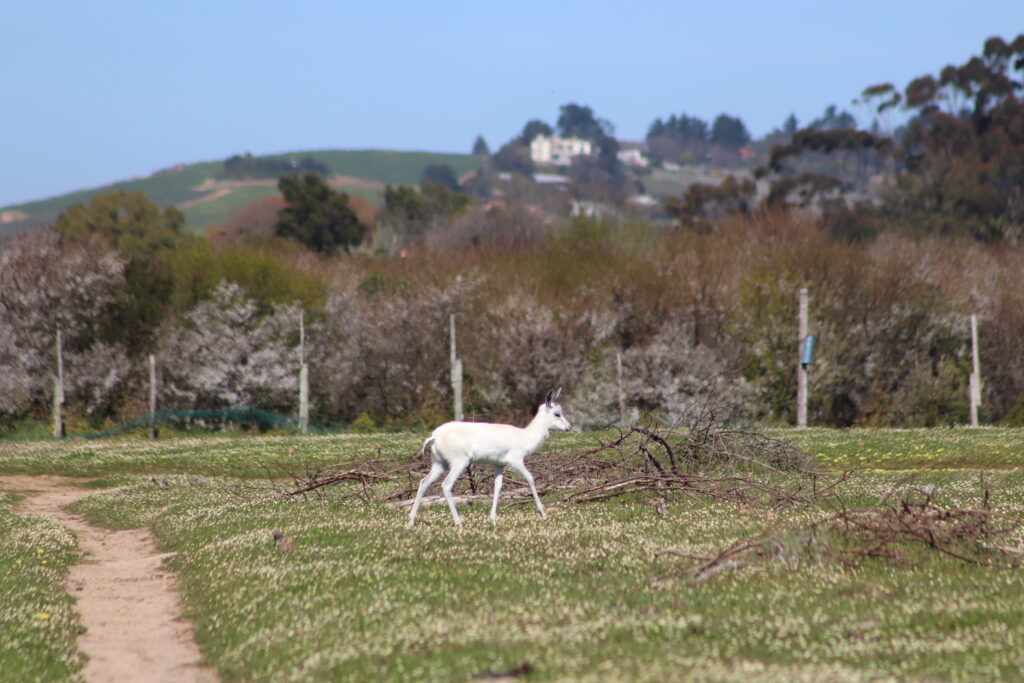 Virtual Wildlife Safari