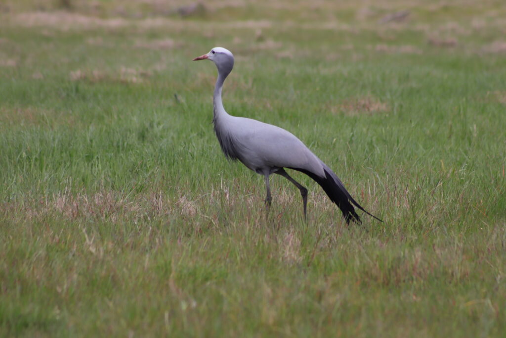 Virtual Wildlife Safari