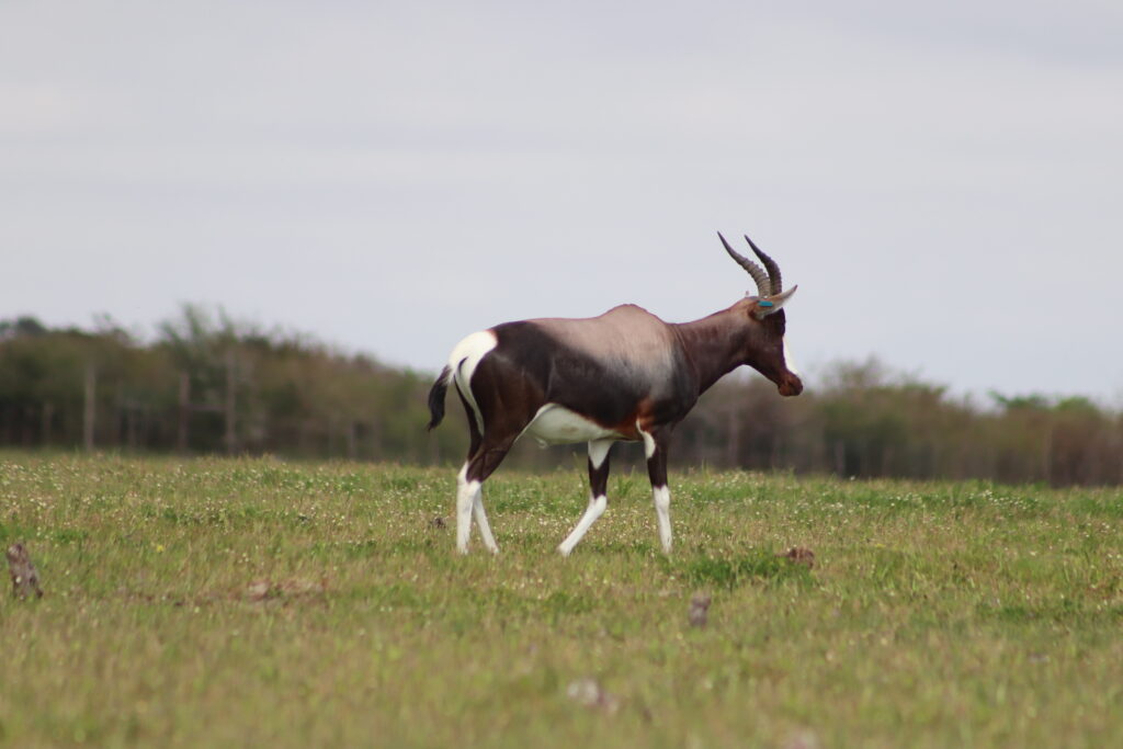 Virtual Wildlife Safari