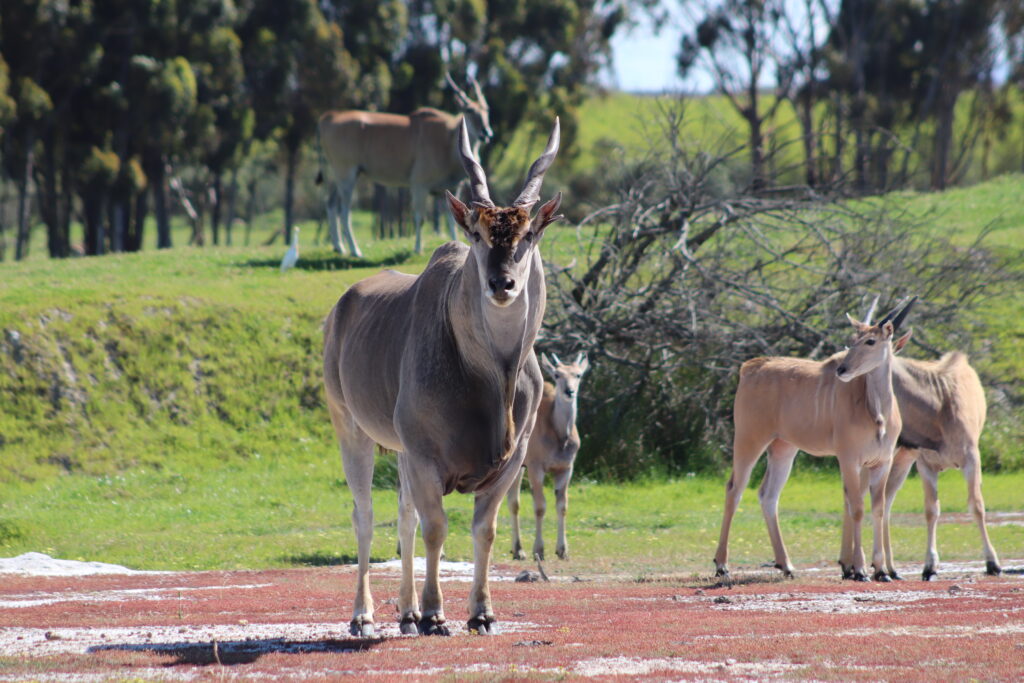 Virtual Wildlife Safari