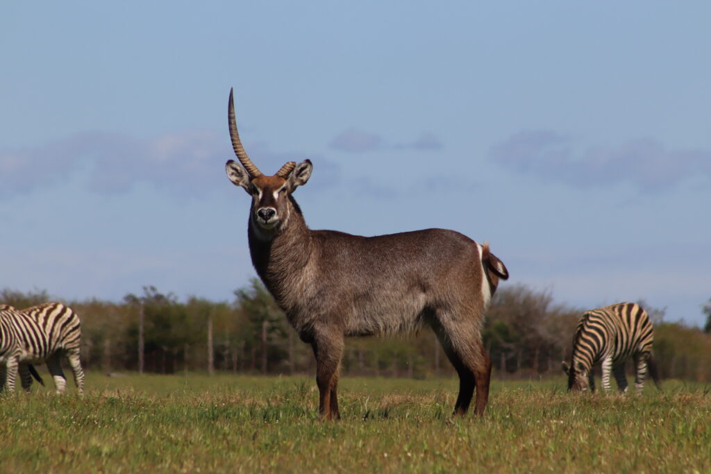 Virtual Wildlife Safari