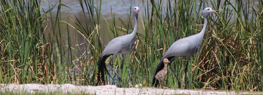 Virtual Safari Blue Crane
