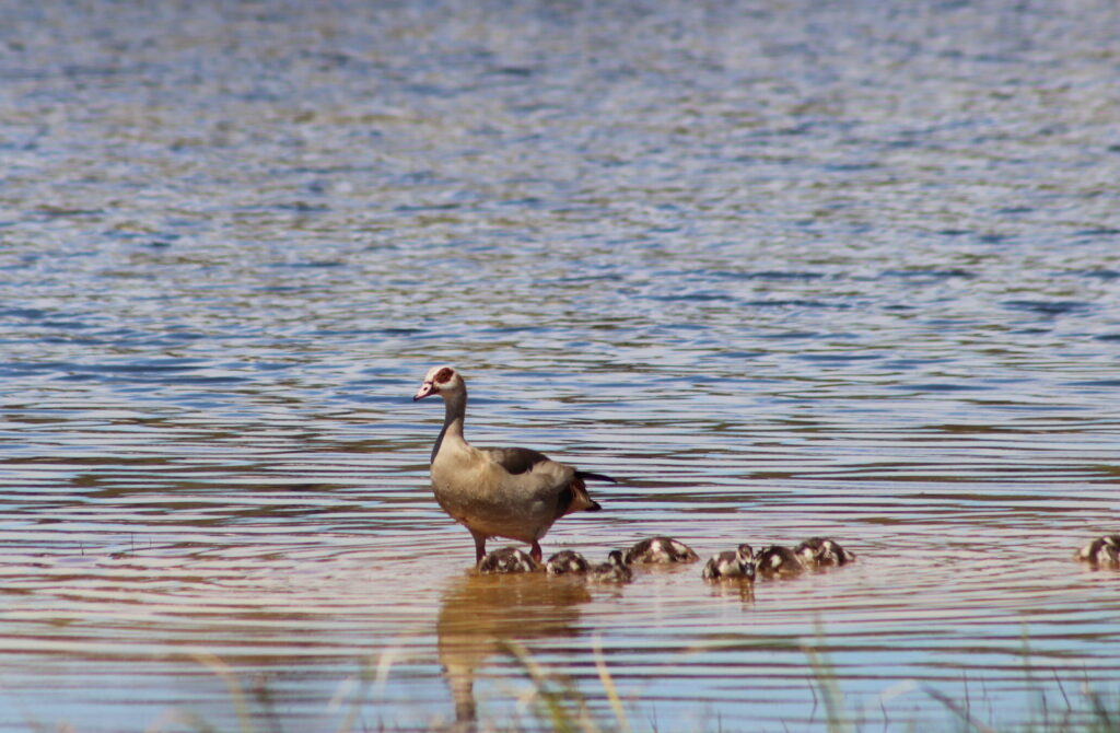 Virtual Wildlife Safari