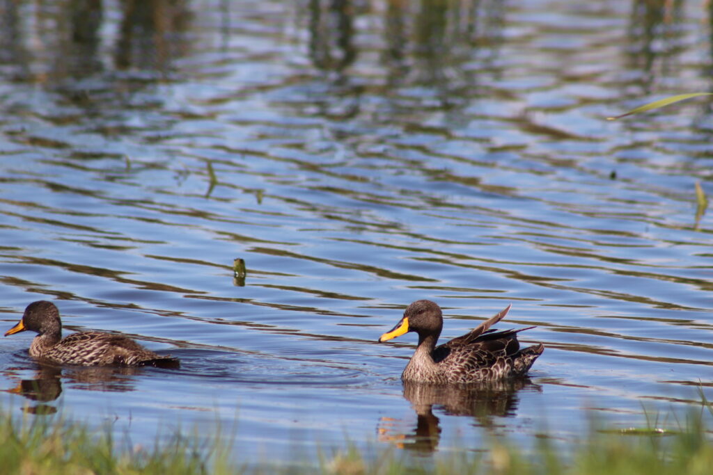 Virtual Wildlife Safari