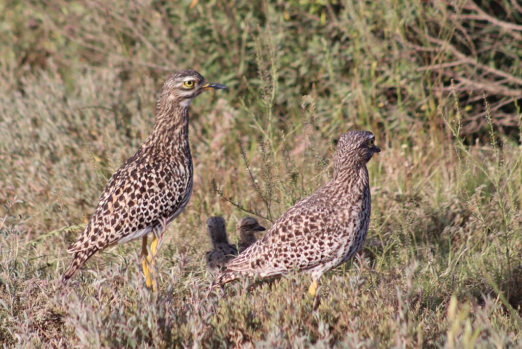 Virtual Wildlife Safari